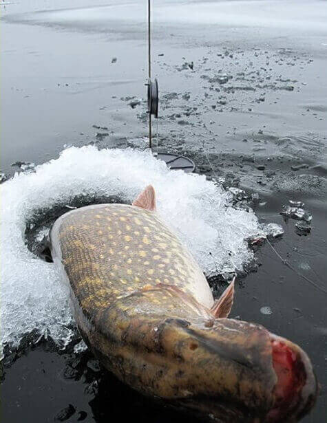 Вниманию любителей зимней рыбной ловли!