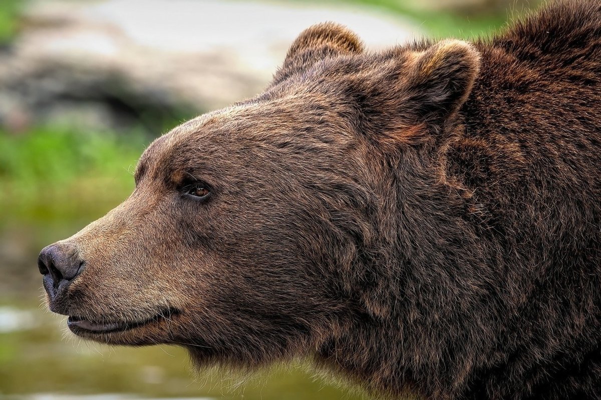 Результаты жеребьёвки на получение разрешения для охоты на медведя