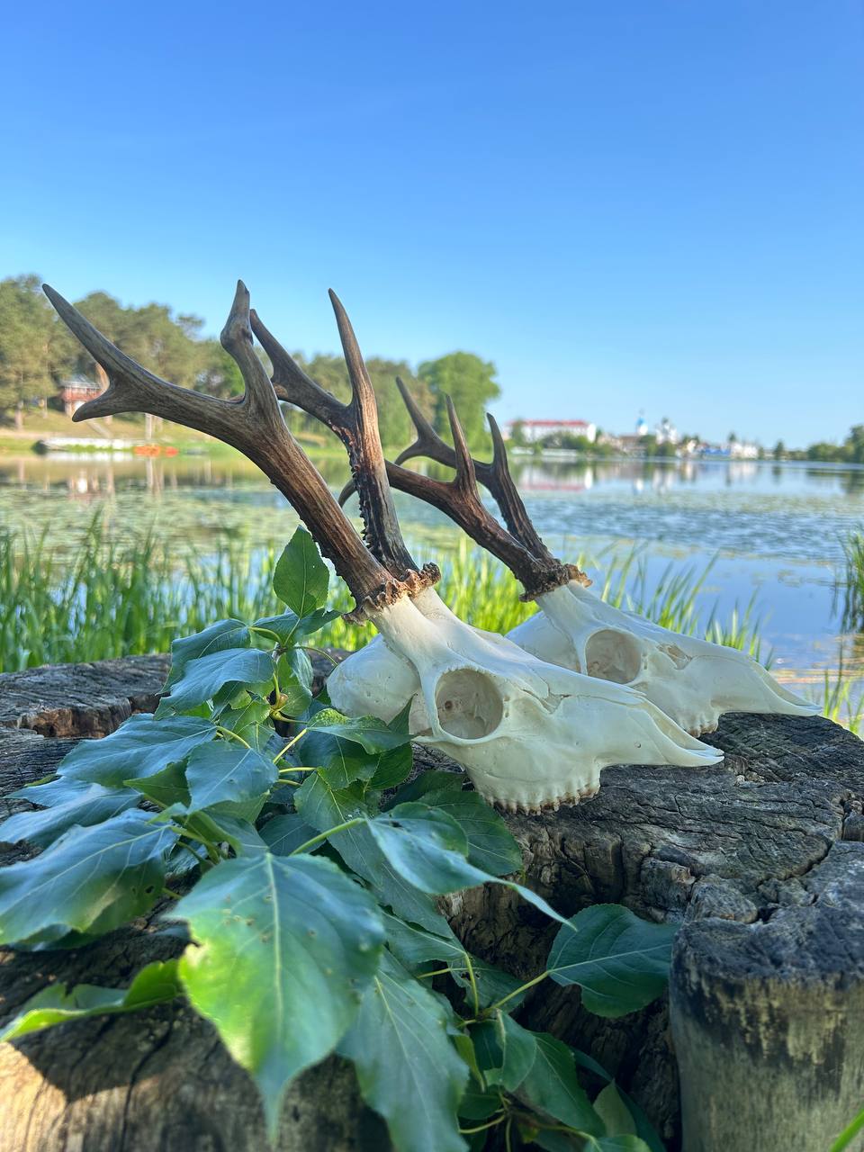 Национальная трофейная книга Республики Беларусь: Ваш охотничий рейтинг начинается здесь