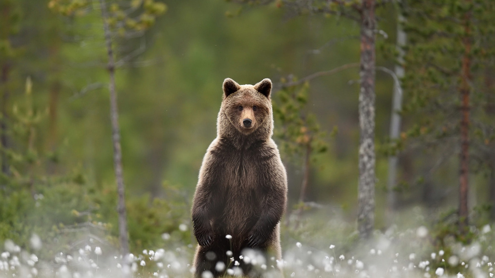 Организация охоты на медведя в угодьях РГОО «БООР»