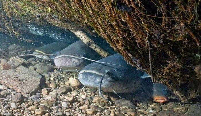 Зимняя спячка рыб и важность ее охраны