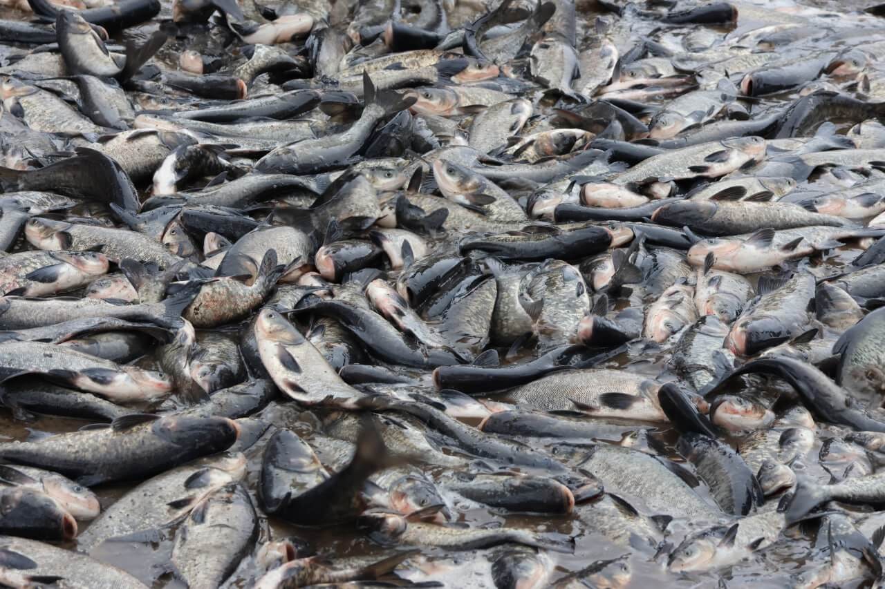 Водоемы Беларуси продолжают зарыблять